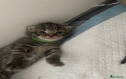 Mixed Breed cats for sale: 2 girl long haired tabby kittens  - Image 10
