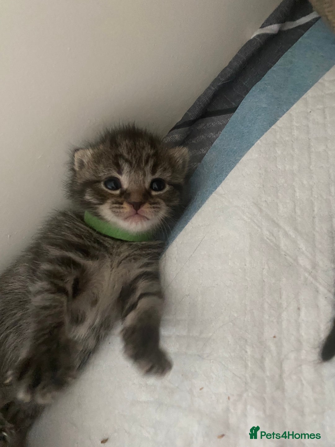 Mixed Breed cats for sale: 2 girl long haired tabby kittens  - Image 10