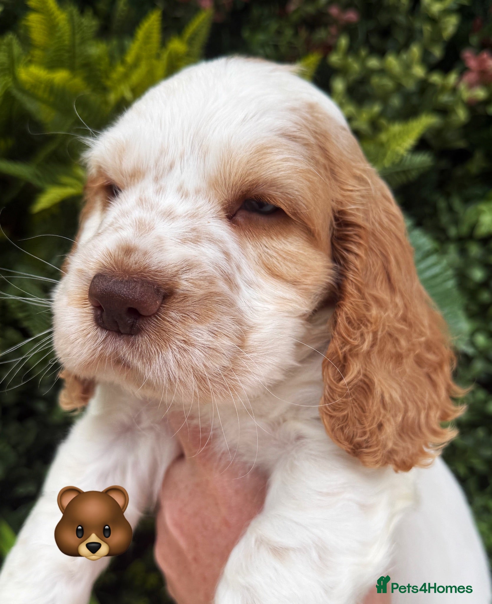 Cocker Spaniel dogs Stunning Lemon & white Boy available . KC Reg   - Advert 1