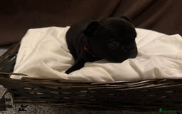 French Bulldog dogs for sale: 7 beautiful French bulldog puppies for sale - Image 23