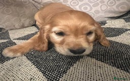 Cocker Spaniel dogs for sale: Cocker Spaniels  - Image 7