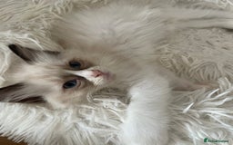 Ragdoll cats for sale: Pedigree Bicolour Ragdoll kittens  - Image 3