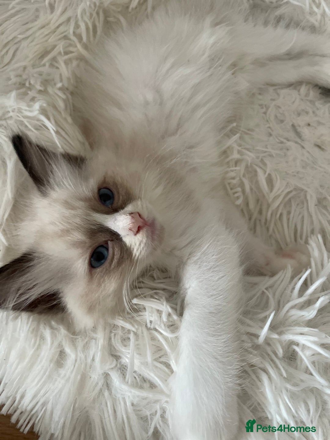 Ragdoll cats for sale: Pedigree Bicolour Ragdoll kittens  - Image 3