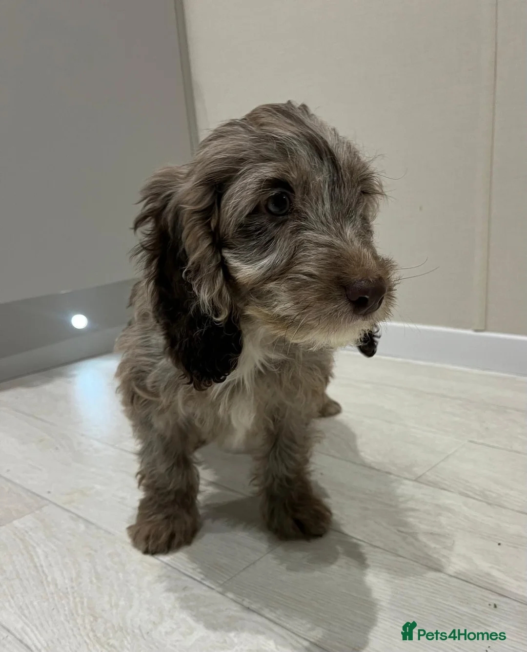 Cockapoo dogs for sale: Ready now unusual all types of colours - Advert 4