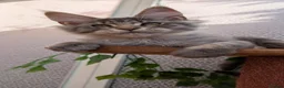 Maine Coon cats for sale: Stunning Maine coon kittens - Advert 12