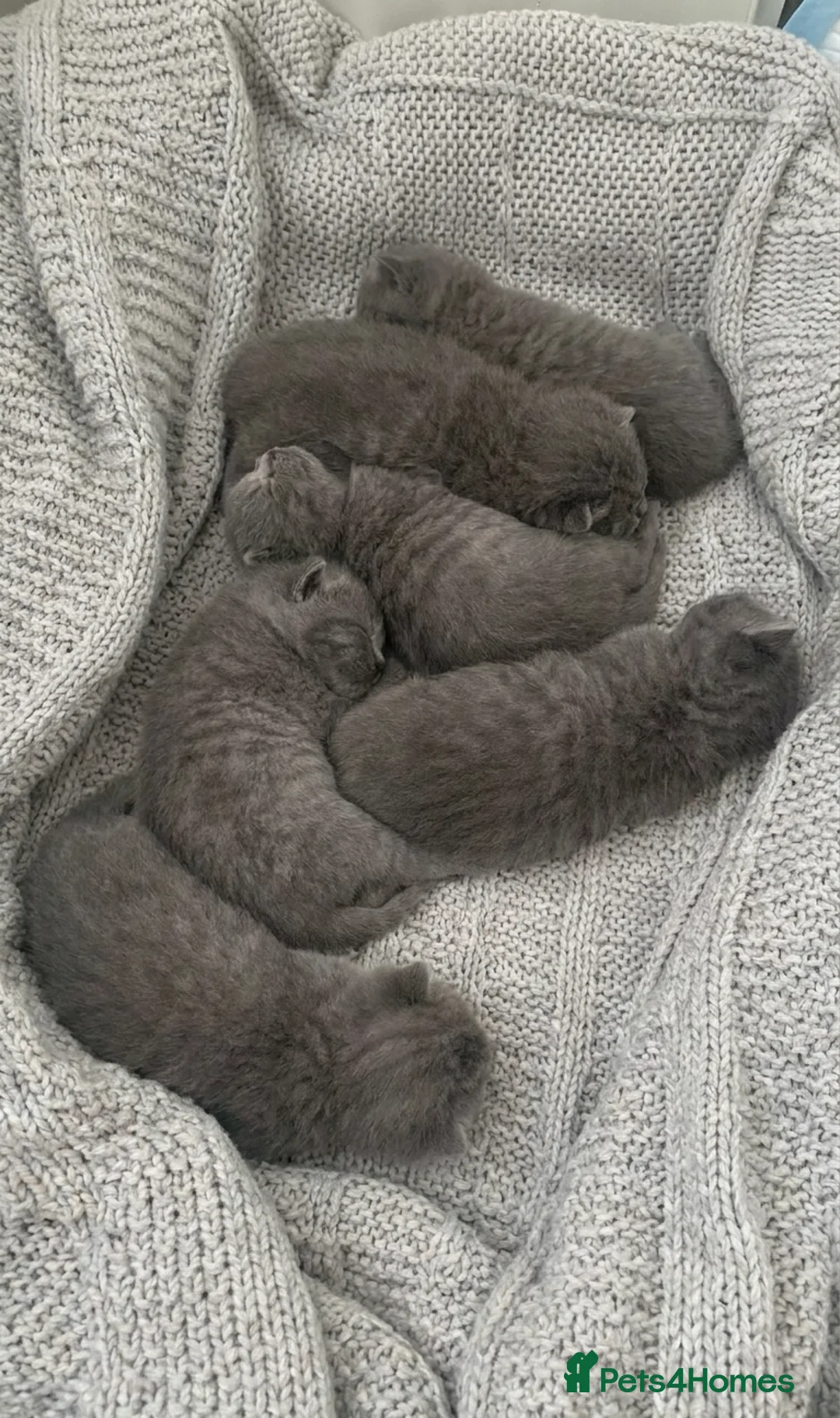 British Shorthair cats for stud: Top quality boy - Advert 6
