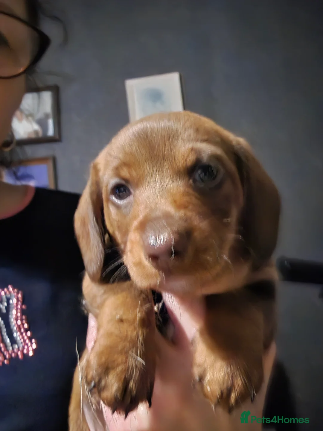 Dachshund dogs for sale: Standard wired hair puppies - Advert 13