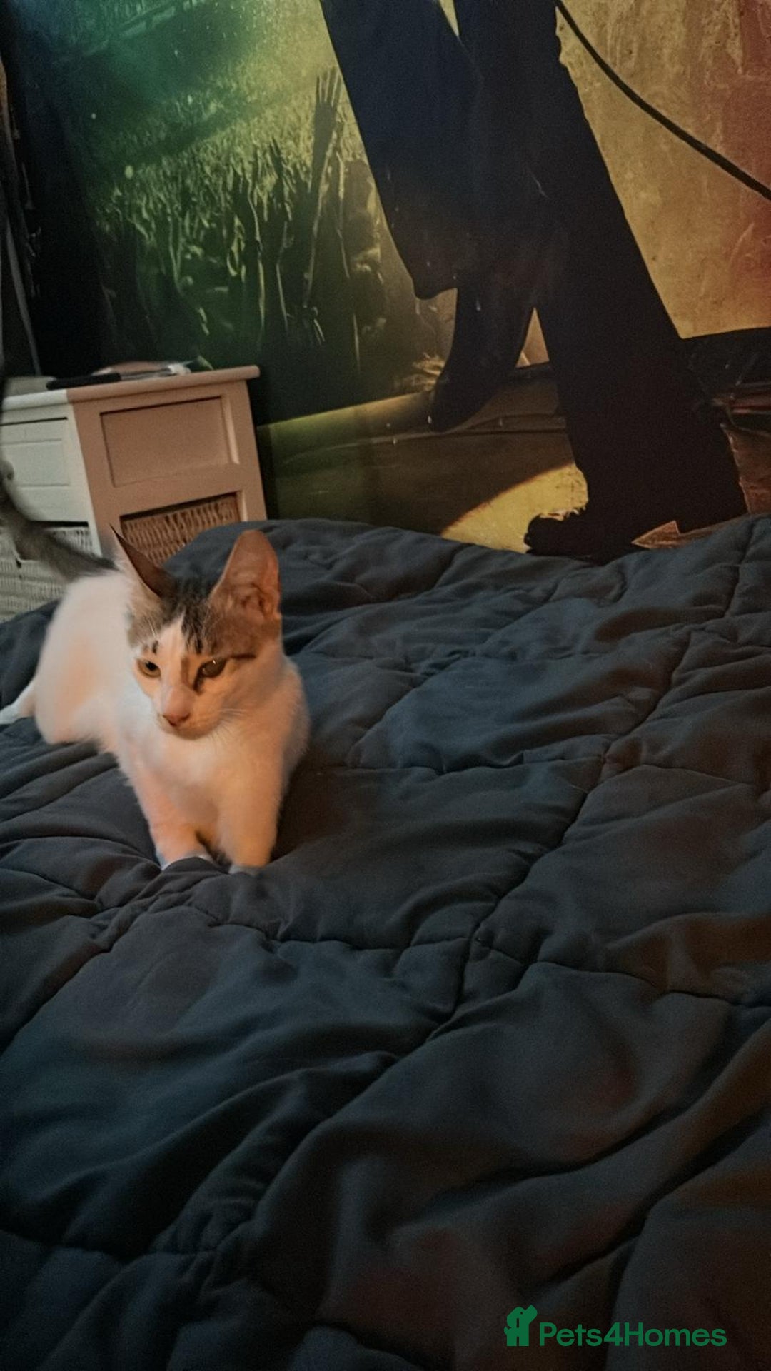 Mixed Breed cats for adoption: ANAKIN HEALTHY CUTE BOY BORN MINUS FRONT FOOT-  - Advert 6