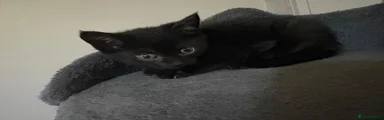 Mixed Breed Kitten 2