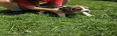 Beagle 3