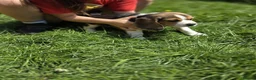 Beagle dogs for sale: KC REG PURE BEAGLE PUPPIES in Stoke-on-Trent - Advert 10