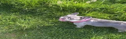 French Bulldog dogs for sale: 2 year old lilac and tan female French bulldog  - Advert 4