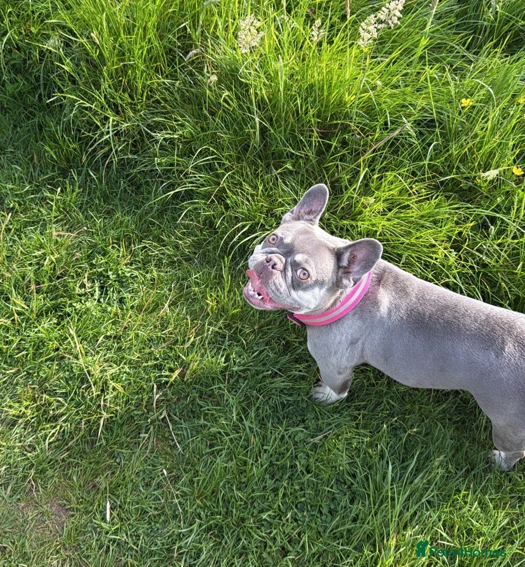 French Bulldog dogs for sale: 2 year old lilac and tan female French bulldog  - Advert 4
