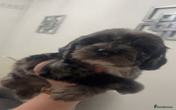 Cockapoo dogs for sale: Health tested cockapoo puppies for sale - Image 1