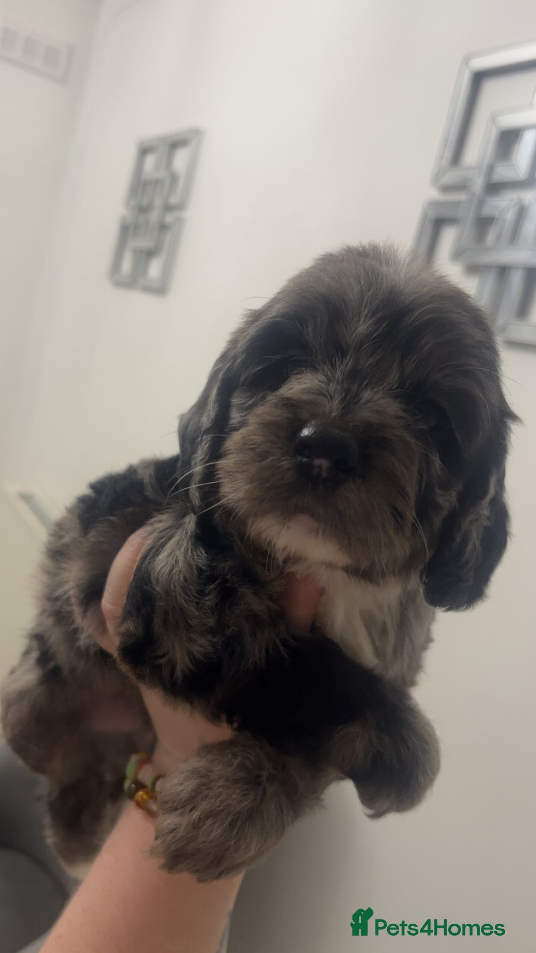 Cockapoo dogs for sale: Health tested cockapoo puppies for sale - Image 1