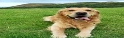 Golden Retriever dogs for sale: KC Registered Golden Retriever Puppies  - Advert 14