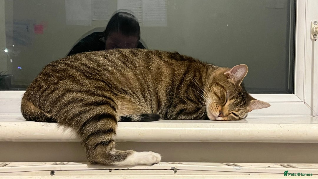 British Shorthair cats for sale: Beautiful Mum and babies looking for a new home❤️ - Image 6