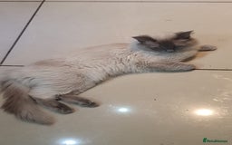 Ragdoll cats for sale: *RAGDOLL Male for sale* - Image 7