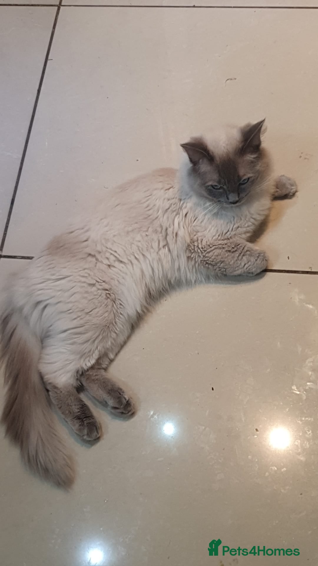 Ragdoll cats for sale: *RAGDOLL Male for sale* - Image 7