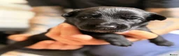 Belgian Shepherd Dog dogs for sale: Stunning Belgian Malinois Puppies  - Advert 13