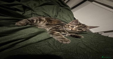 Mixed Breed cats - Advert 3