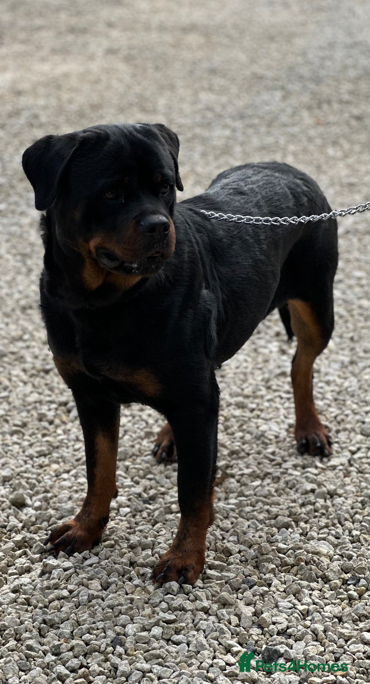 Rottweiler dogs Adult Girl 4 Years Old  - Advert 2