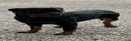 Rottweiler dogs for sale: Adult Girl 4 Years Old  - Advert 1