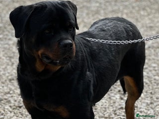 Rottweiler dogs Adult Girl 4 Years Old - Advert 6