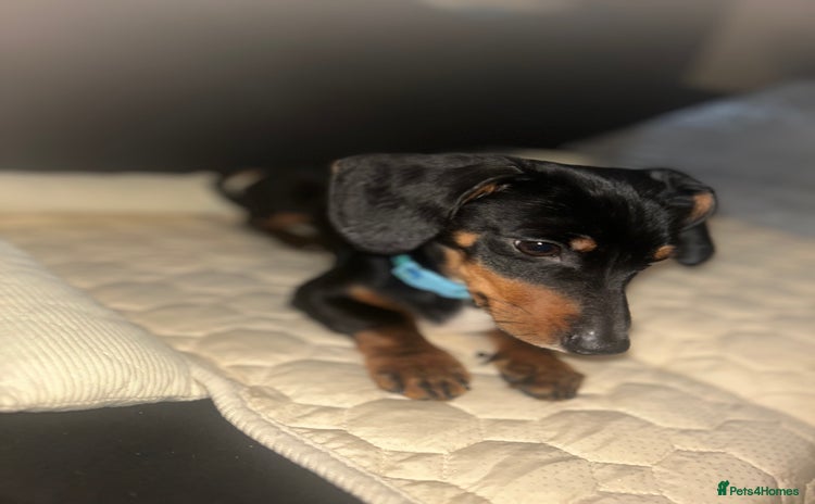 Dachshund dogs - Advert 6