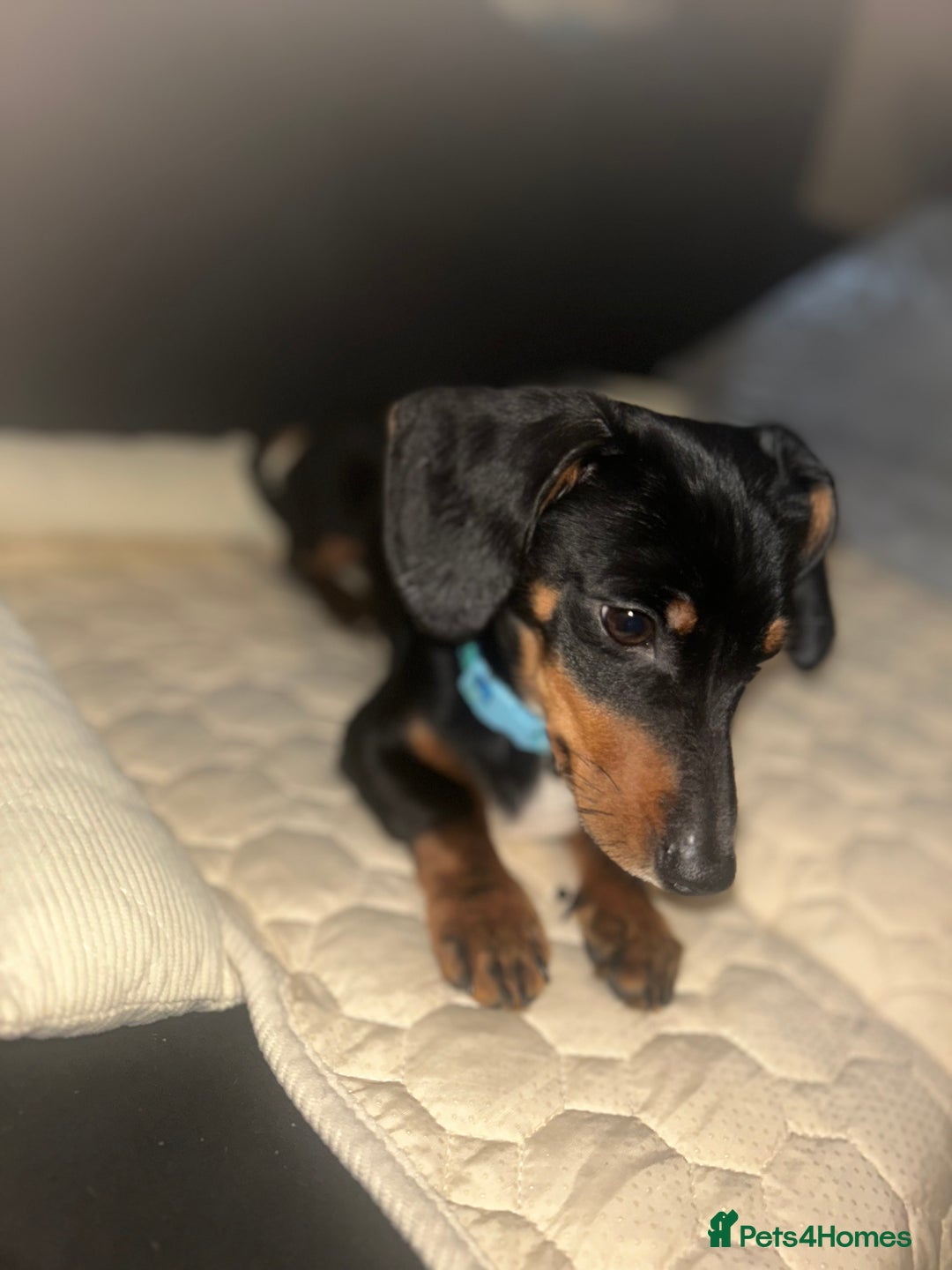 Dachshund dogs for sale: Dachshund  - Image 1
