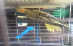 Cockatiels birds for sale: Baby cockatiel for sale mixed prices  - Image 14