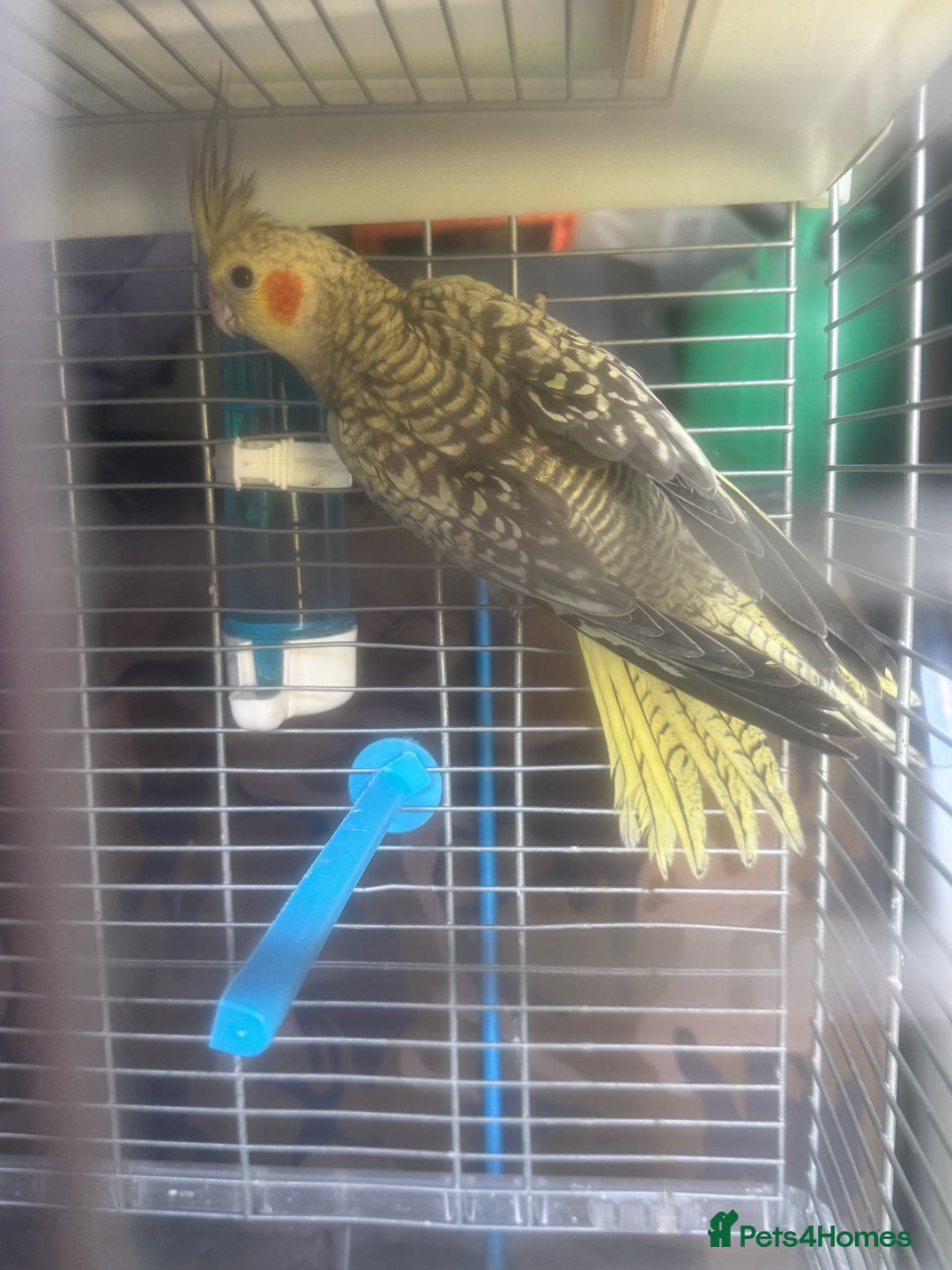 Cockatiels birds for sale: Baby cockatiel for sale mixed prices  - Image 14