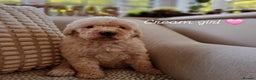 Labradoodle dogs for sale: Curly Coated Hypo-Allergenic Labradoodle Puppies   - Advert 10