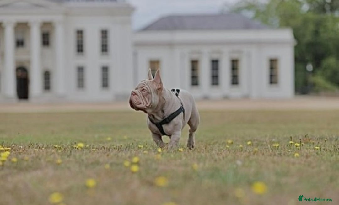 French Bulldog dogs for sale: Newshade Velvet Female Frenchie Pup - Advert 6