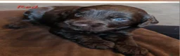 Sproodle dogs for sale: F1 Sproodles 🤎 🐾 - Advert 25