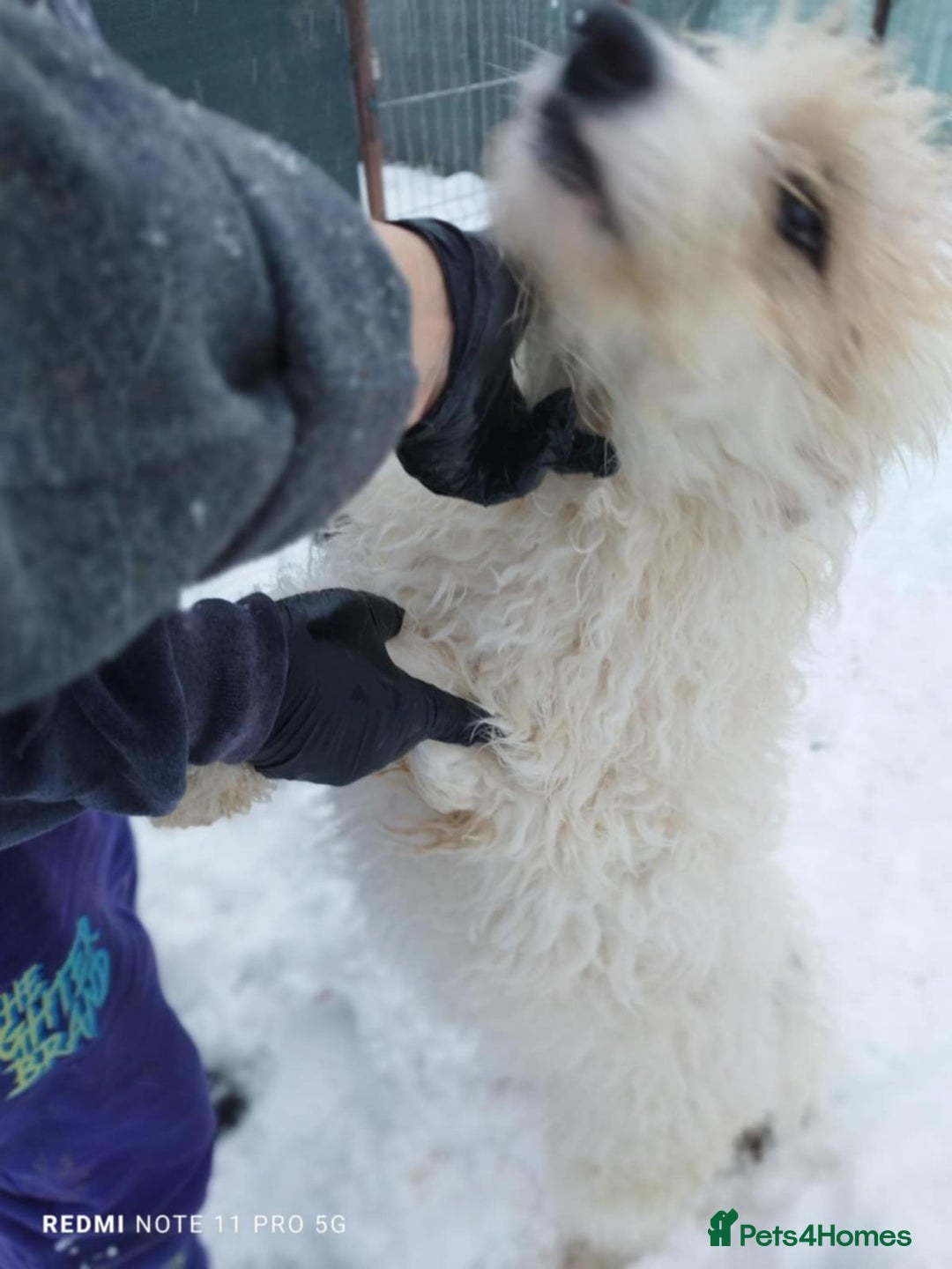 Mixed Breed dogs for adoption: 🤍 Luca 🤍 - a Lovely young Boy for a Loving Home - Advert 7