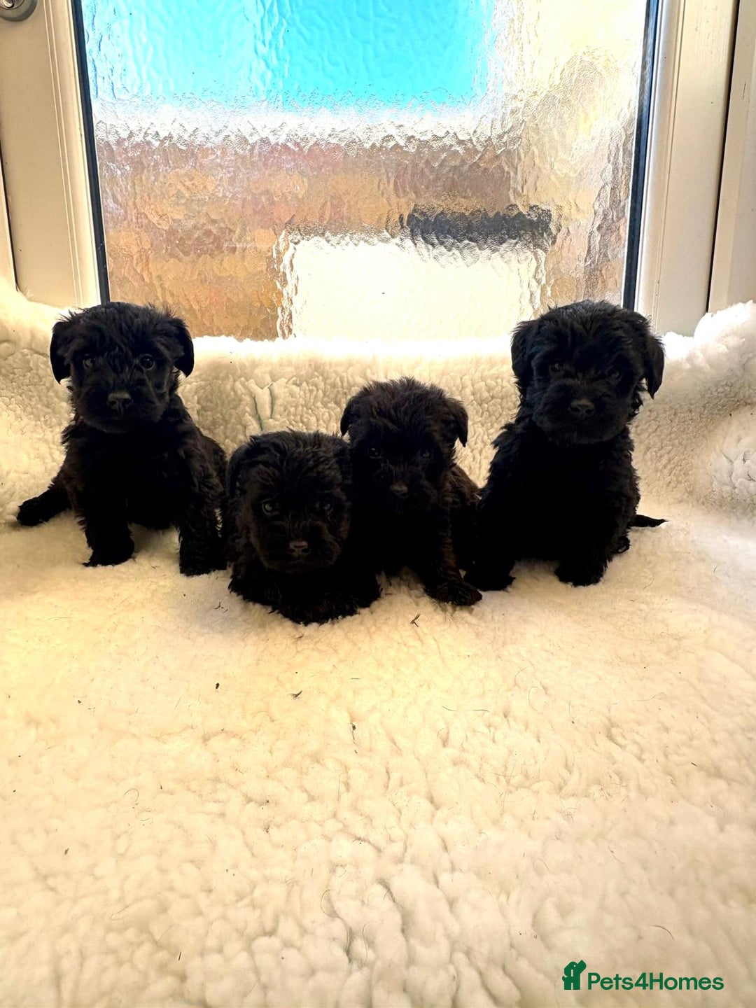 Mixed Breed dogs for sale: Beautiful little schnoodle puppies  - Advert 1