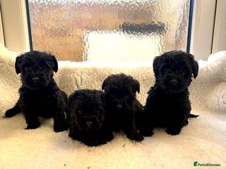 Mixed Breed dogs Beautiful little schnoodle puppies - Advert 4