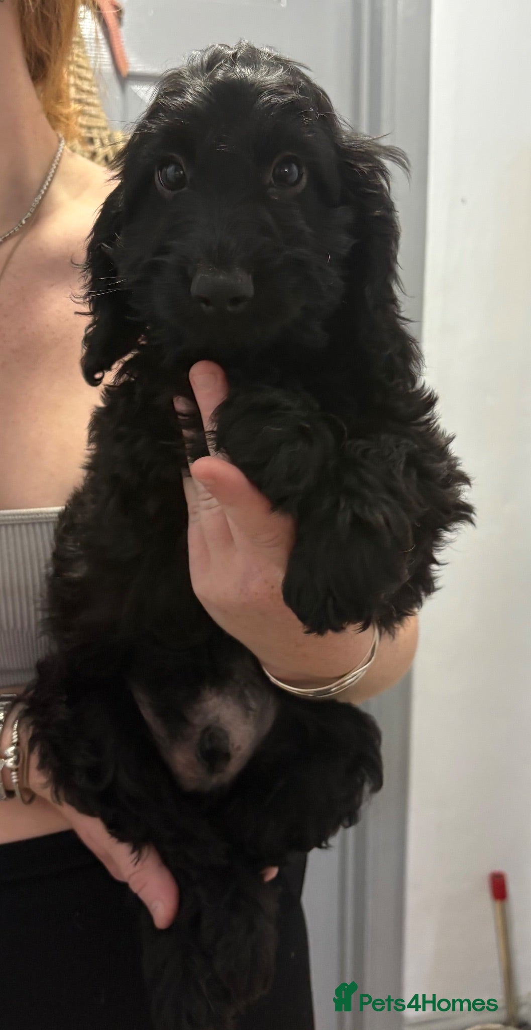 Cockapoo dogs Outstanding F1 Cockapoos🩵  Fully H/T Parents!🧬 - Advert 1