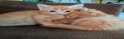 Mixed Breed cats for sale: Kittens  - Advert 8