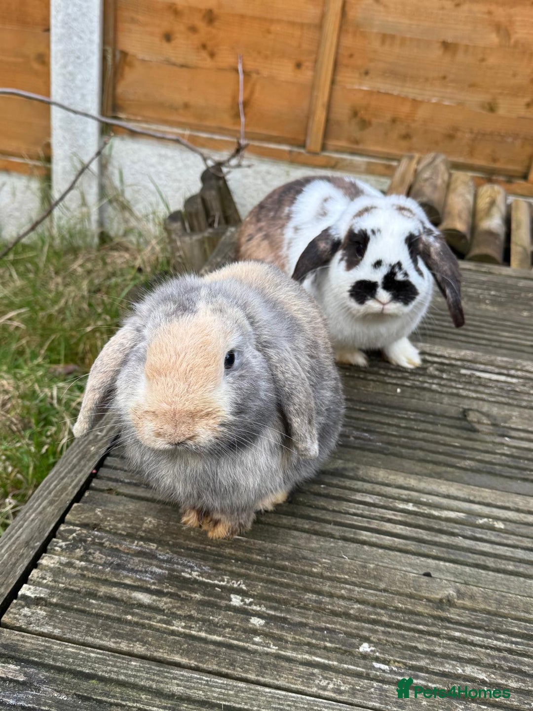 Mini Lop rabbits for sale: Male Mini Lops - Advert 8
