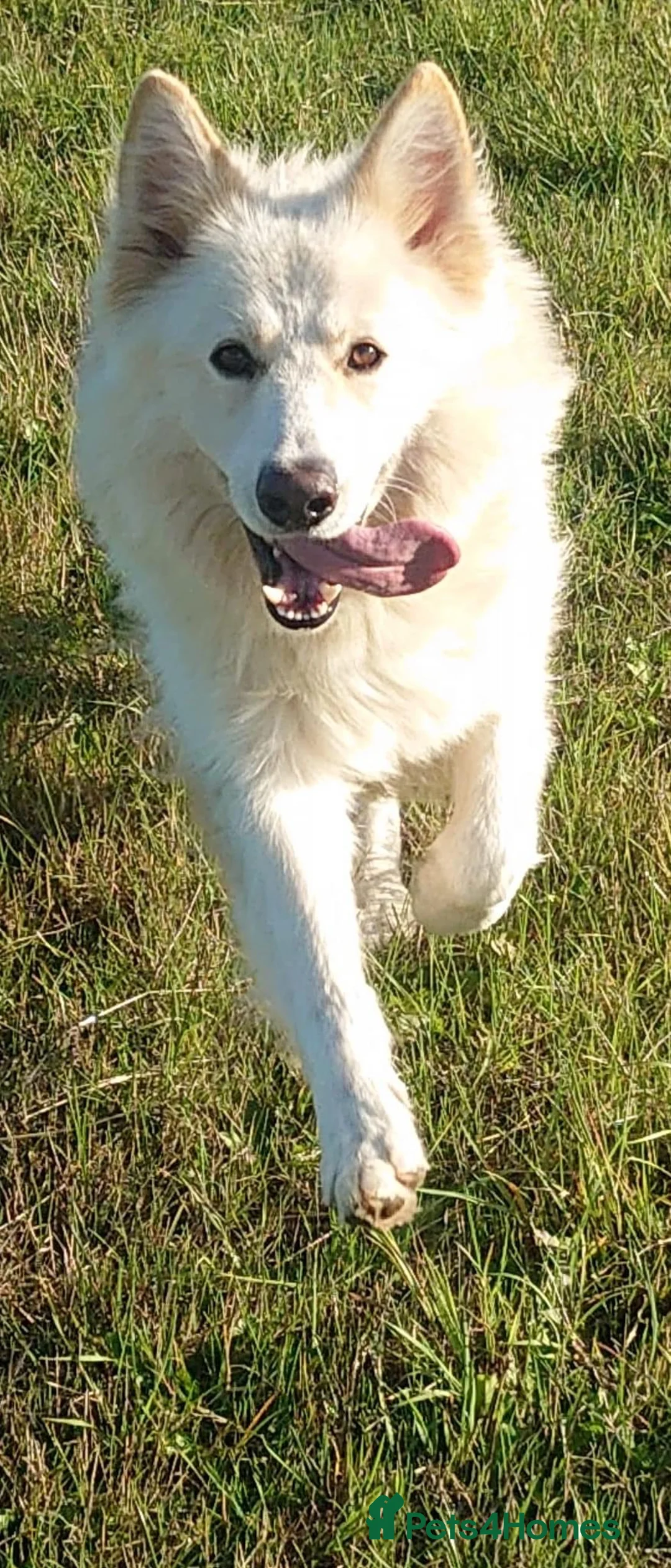 German Shepherd dogs for stud: Stunning German Shepherd Stud dog - Advert 7