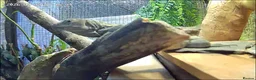 Iguana reptiles for sale: Guatamalan spiny tailed iguana  in Southport - Advert 7
