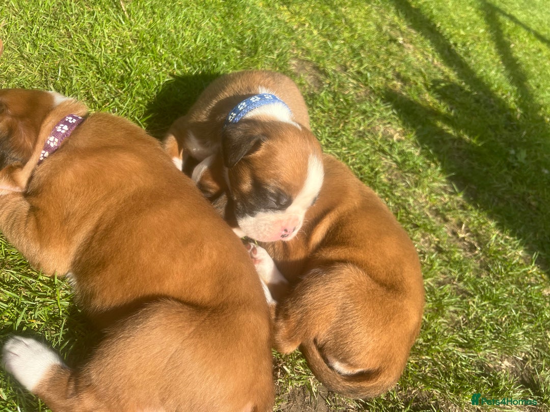 Boxer dogs for sale: Stunning Kc Boxer Puppies - Image 30