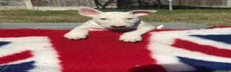 English Bull Terrier dogs for sale: 1 boy 1 girl top quality  - Advert 3