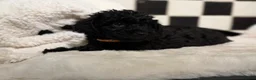 Jackapoo dogs for sale: *** Stunning Jackapoos Ready Now - Advert 20