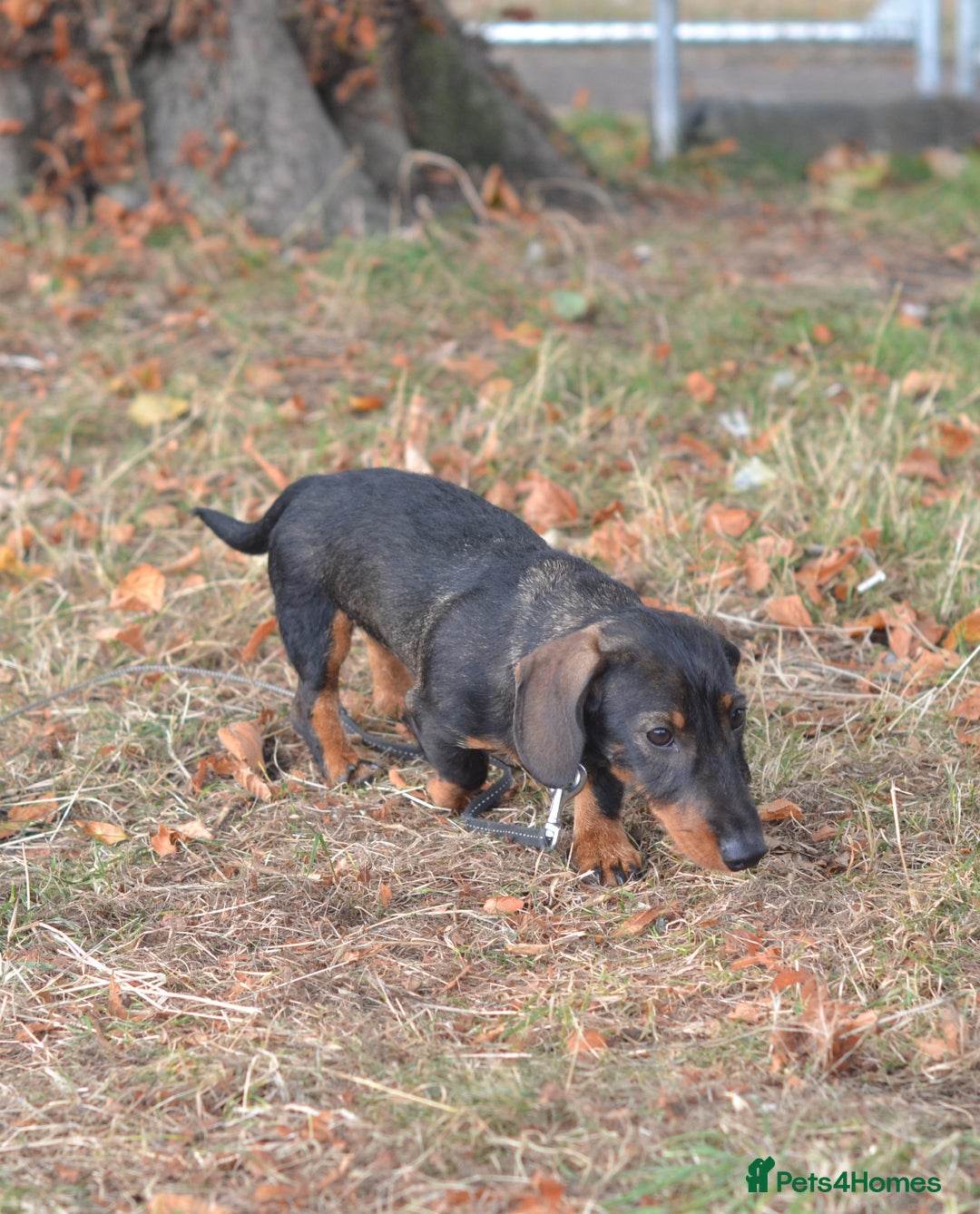 Miniature Dachshund dogs for sale: Miniature Wirehaired Dachshund Boy and Girl in Stowmarket - Image 10