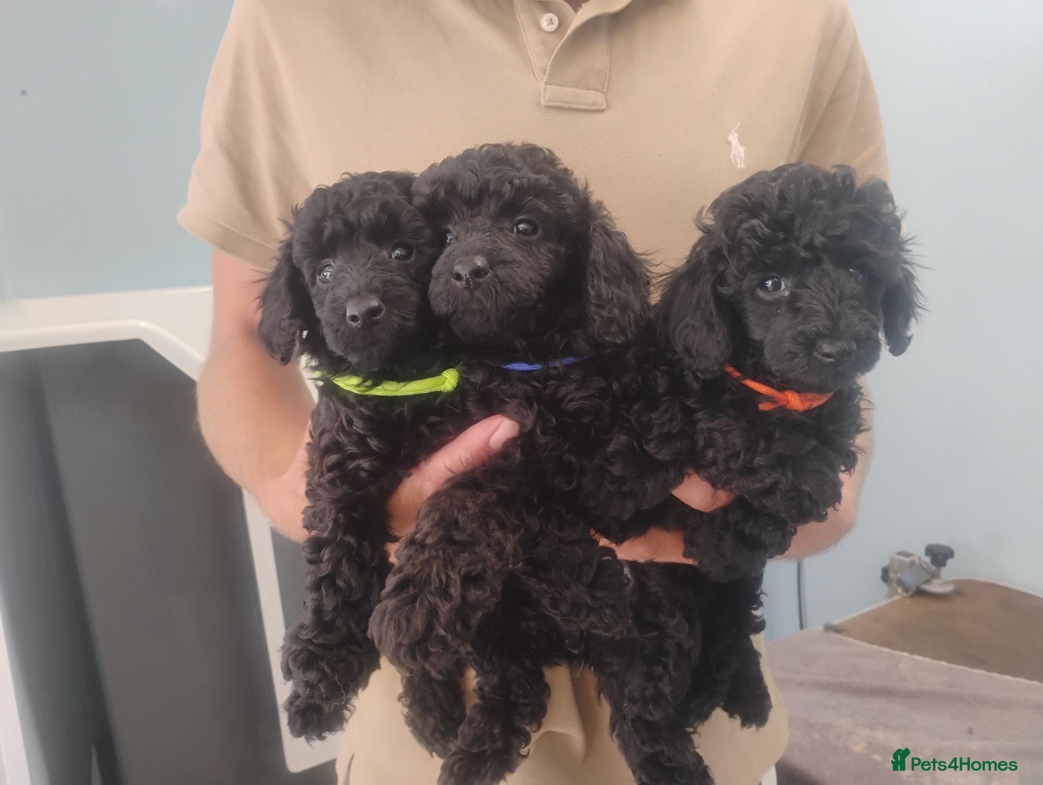 Toy Poodle dogs KC Reg True size Toy poodles - Advert 2