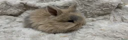 Mini Lion Lop rabbits for sale: double mane lion lops in Deeside - Advert 6