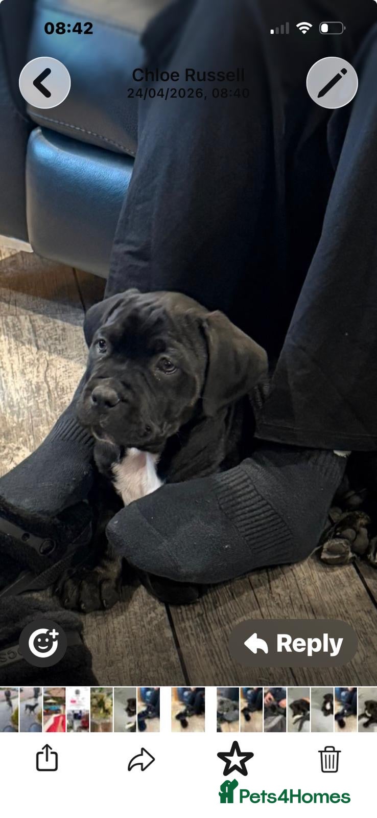 Mixed Breed dogs Cane corso cross puppies 1 males left - Advert 2